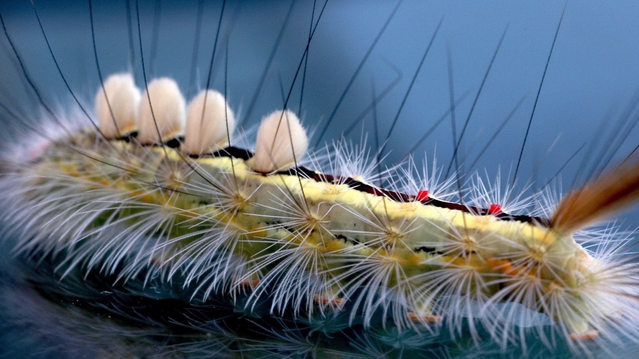 Wallpaper caterpillar, striped, hair, insect