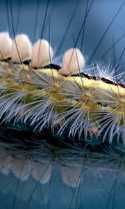 Preview wallpaper caterpillar, striped, hair, insect