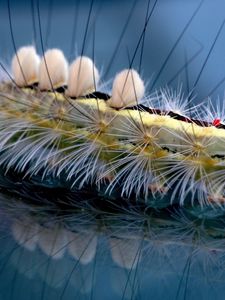 Preview wallpaper caterpillar, striped, hair, insect