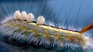 Preview wallpaper caterpillar, striped, hair, insect