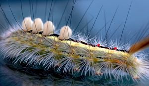 Preview wallpaper caterpillar, striped, hair, insect