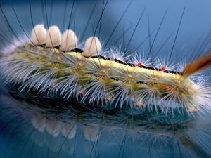 Preview wallpaper caterpillar, striped, hair, insect