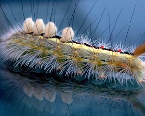 Preview wallpaper caterpillar, striped, hair, insect