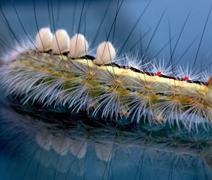 Preview wallpaper caterpillar, striped, hair, insect