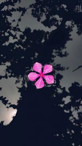 Preview wallpaper catharanthus, petals, flower, drops, water, reflection