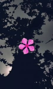 Preview wallpaper catharanthus, petals, flower, drops, water, reflection