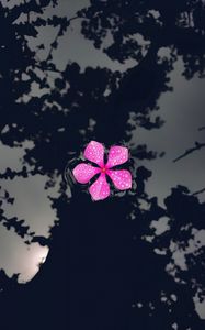 Preview wallpaper catharanthus, petals, flower, drops, water, reflection