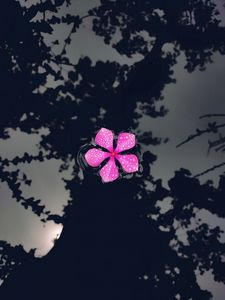 Preview wallpaper catharanthus, petals, flower, drops, water, reflection