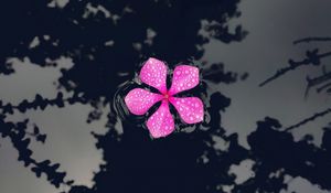 Preview wallpaper catharanthus, petals, flower, drops, water, reflection