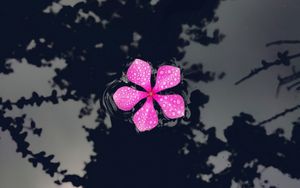 Preview wallpaper catharanthus, petals, flower, drops, water, reflection