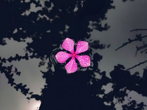 Preview wallpaper catharanthus, petals, flower, drops, water, reflection