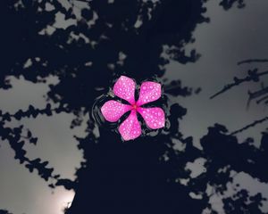 Preview wallpaper catharanthus, petals, flower, drops, water, reflection