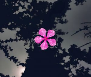 Preview wallpaper catharanthus, petals, flower, drops, water, reflection