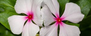 Preview wallpaper catharanthus, petals, flower, white