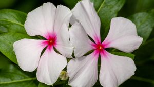 Preview wallpaper catharanthus, petals, flower, white