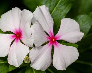 Preview wallpaper catharanthus, petals, flower, white