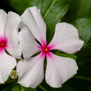 Preview wallpaper catharanthus, petals, flower, white