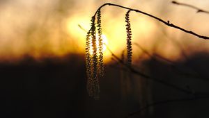 Preview wallpaper catkins, branch, sunset, macro