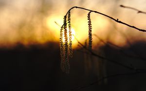 Preview wallpaper catkins, branch, sunset, macro