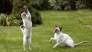 Preview wallpaper cats, black, white, grass, game