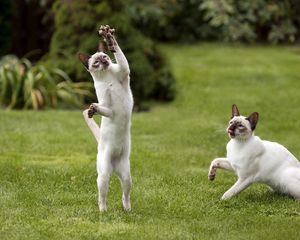 Preview wallpaper cats, black, white, grass, game