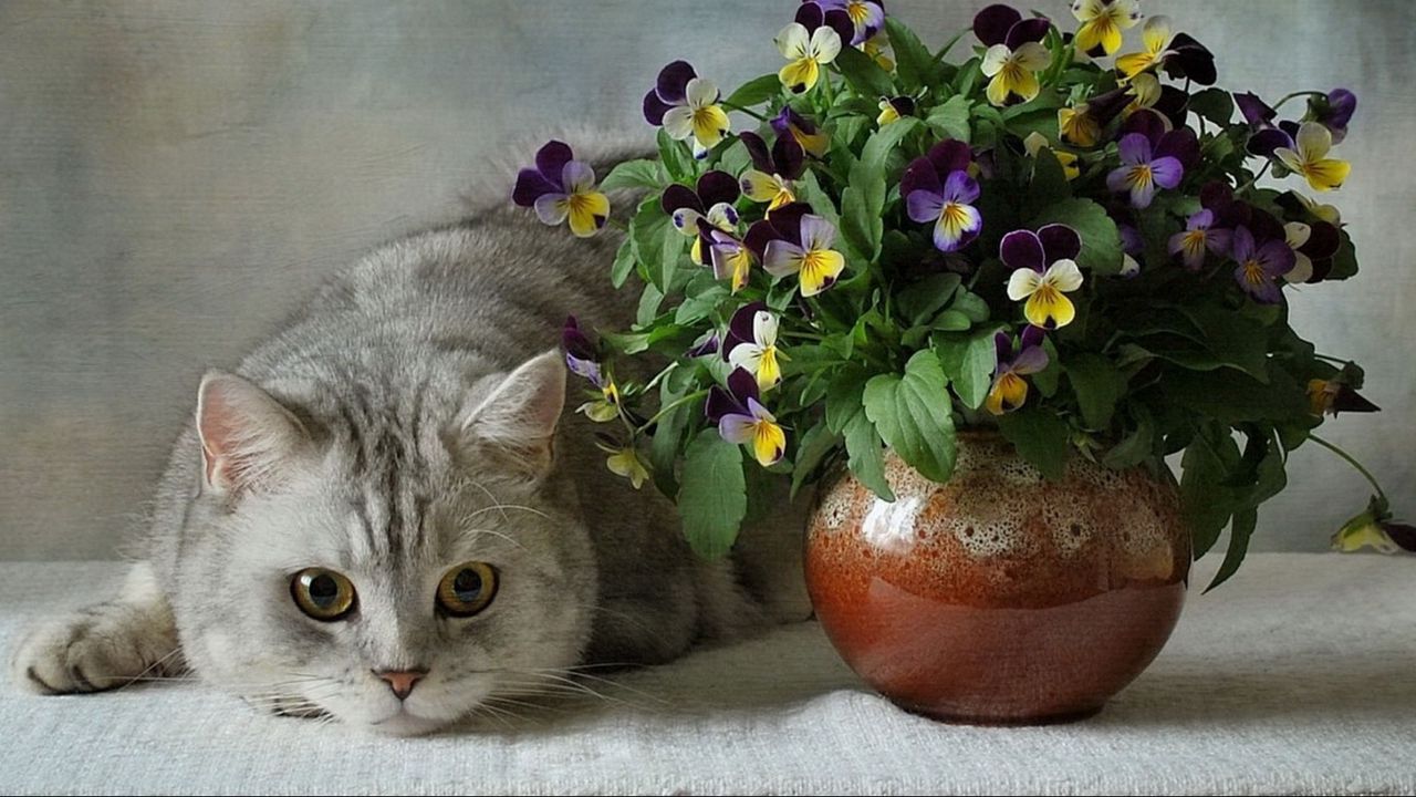 Wallpaper cats, british, blue, flowers, pansies, vase, flower, ceramic