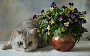 Preview wallpaper cats, british, blue, flowers, pansies, vase, flower, ceramic