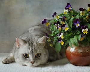 Preview wallpaper cats, british, blue, flowers, pansies, vase, flower, ceramic