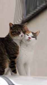 Preview wallpaper cats, couple, affection, care