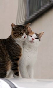 Preview wallpaper cats, couple, affection, care