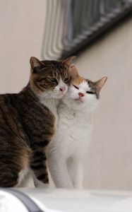 Preview wallpaper cats, couple, affection, care