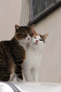 Preview wallpaper cats, couple, affection, care
