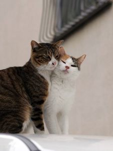 Preview wallpaper cats, couple, affection, care