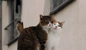 Preview wallpaper cats, couple, affection, care