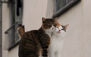 Preview wallpaper cats, couple, affection, care