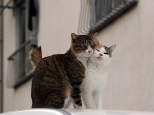 Preview wallpaper cats, couple, affection, care