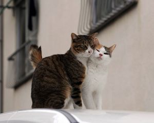 Preview wallpaper cats, couple, affection, care