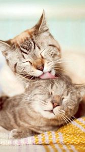 Preview wallpaper cats, couple, affection, care