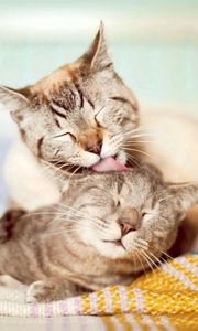 Preview wallpaper cats, couple, affection, care