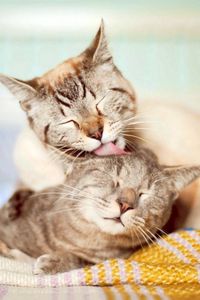 Preview wallpaper cats, couple, affection, care