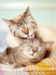 Preview wallpaper cats, couple, affection, care