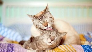 Preview wallpaper cats, couple, affection, care