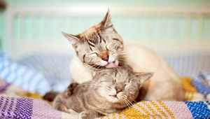 Preview wallpaper cats, couple, affection, care