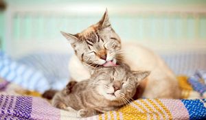 Preview wallpaper cats, couple, affection, care