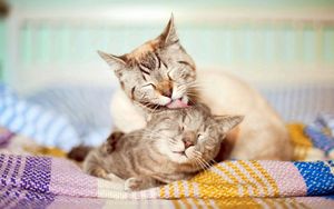 Preview wallpaper cats, couple, affection, care