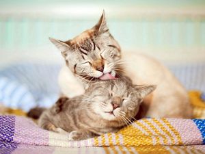 Preview wallpaper cats, couple, affection, care