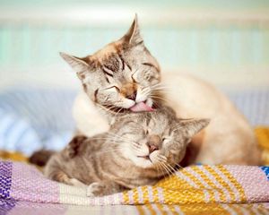 Preview wallpaper cats, couple, affection, care