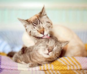 Preview wallpaper cats, couple, affection, care