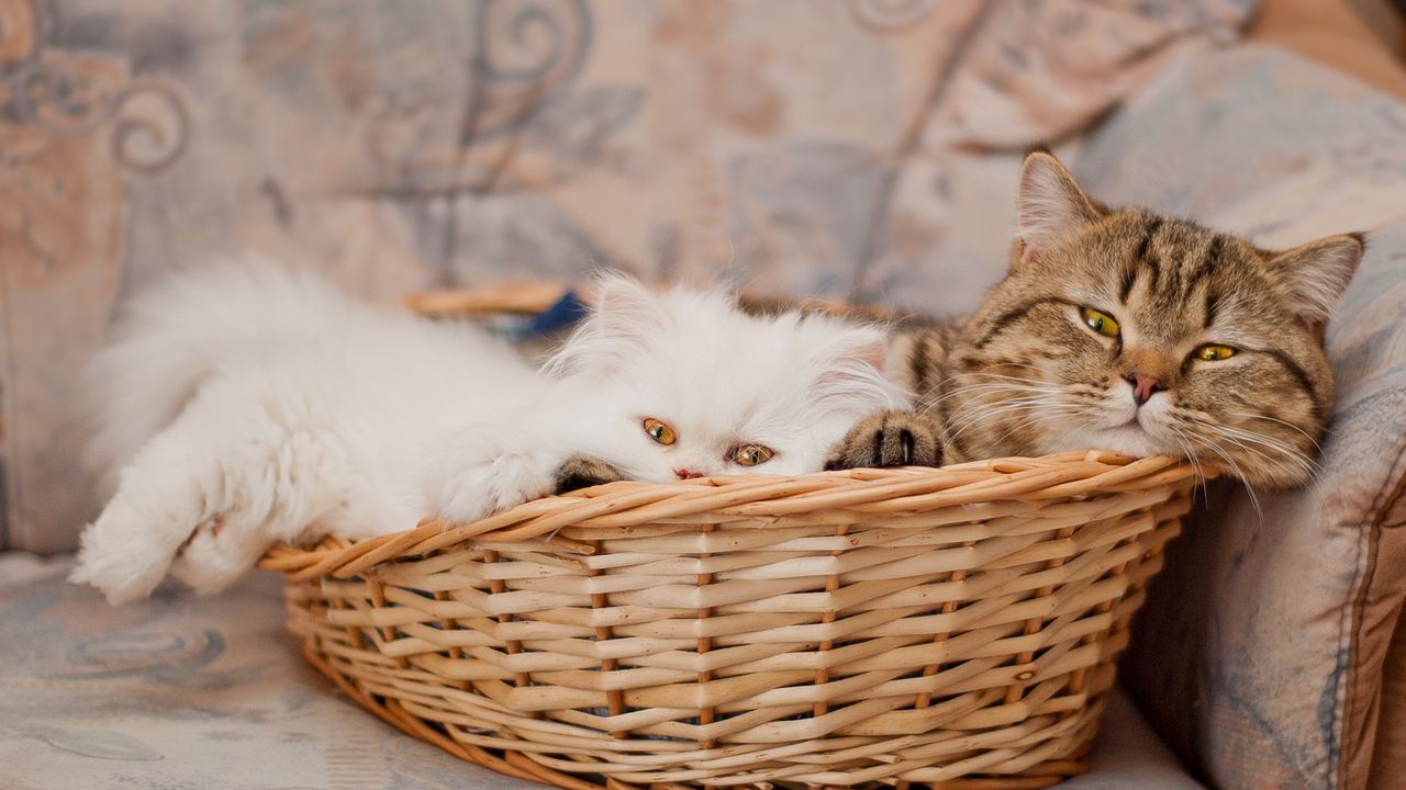 Wallpaper cats, couple, basket, lie