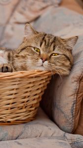 Preview wallpaper cats, couple, basket, lie